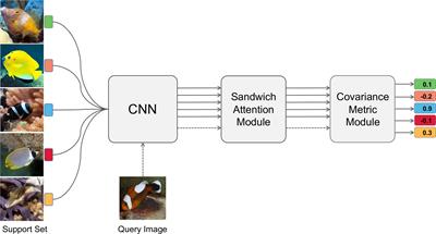 Few-shot fine-grained fish species classification via sandwich attention CovaMNet